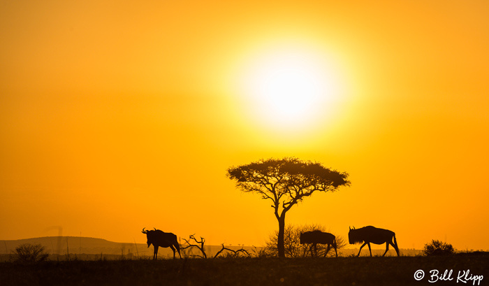 Serengeti National Park, Serian North Alex Walker Camp