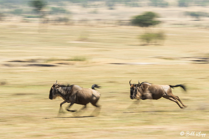 Serengeti National Park, Serian North Alex Walker Camp